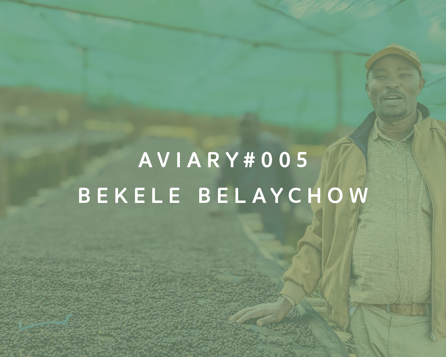 Bekele Belaychow packshot