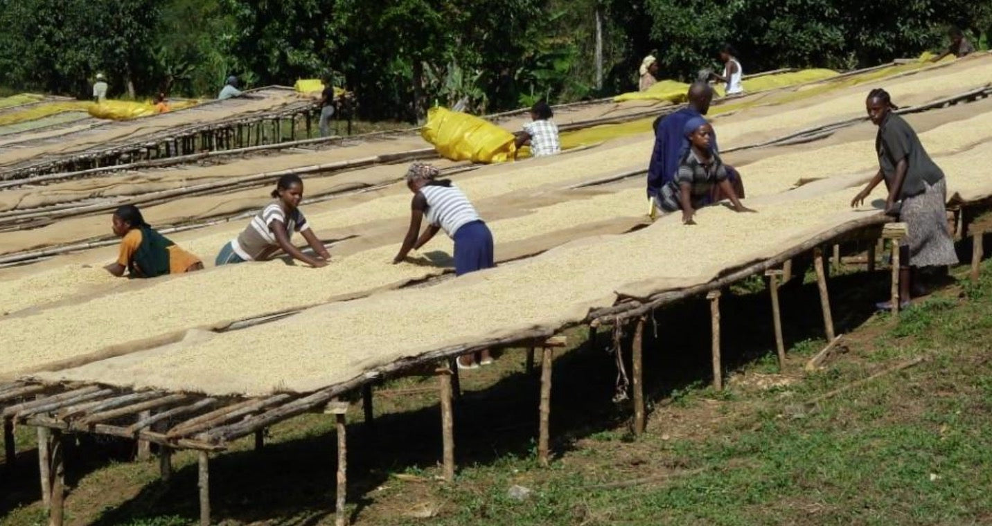 ETHIOPIA Ethiopia Gersay WX (Espresso)