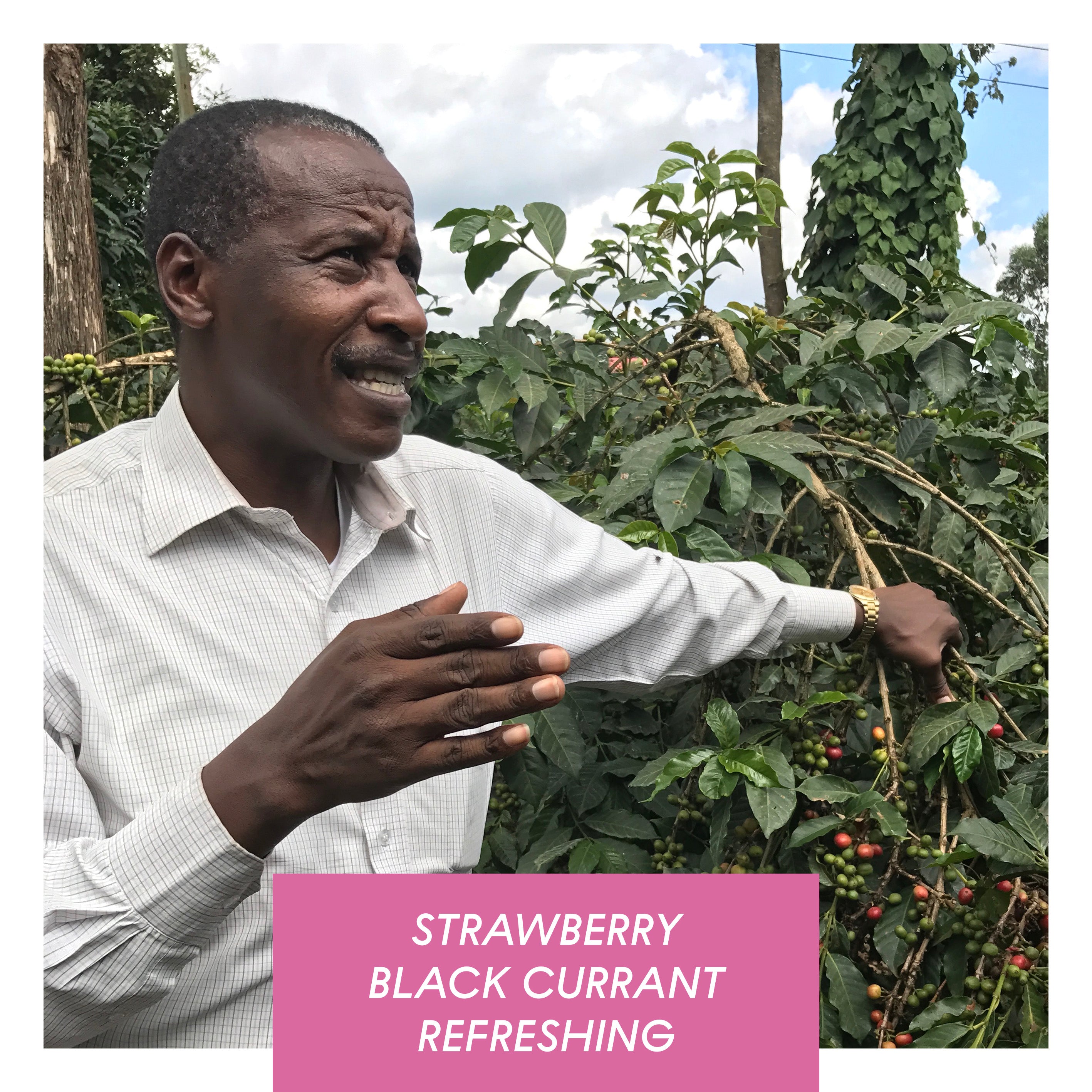 Kamwangi AA, Washed, Kenya packshot