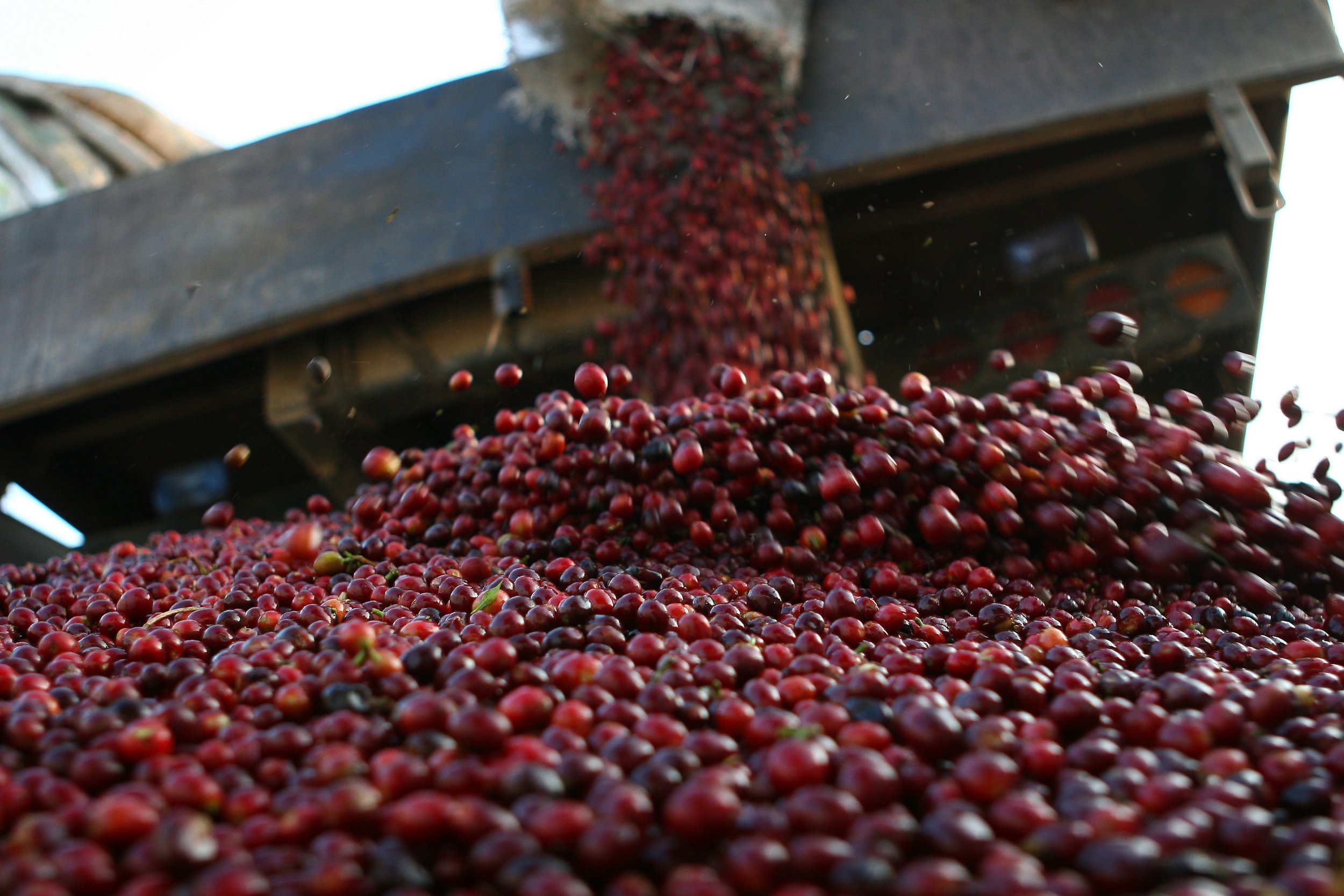 El Salvador - Finca La Reforma packshot