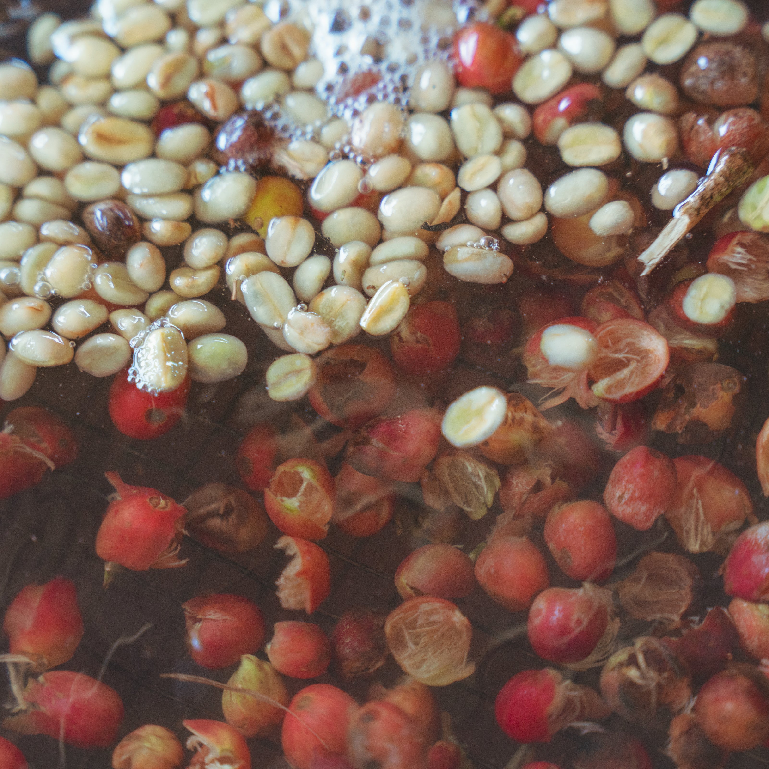 Kenya Kevote AB packshot