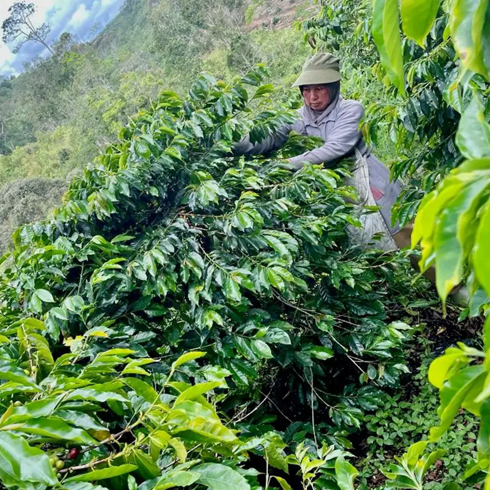 Sumatra Ketiara Gayo ORGANIC packshot