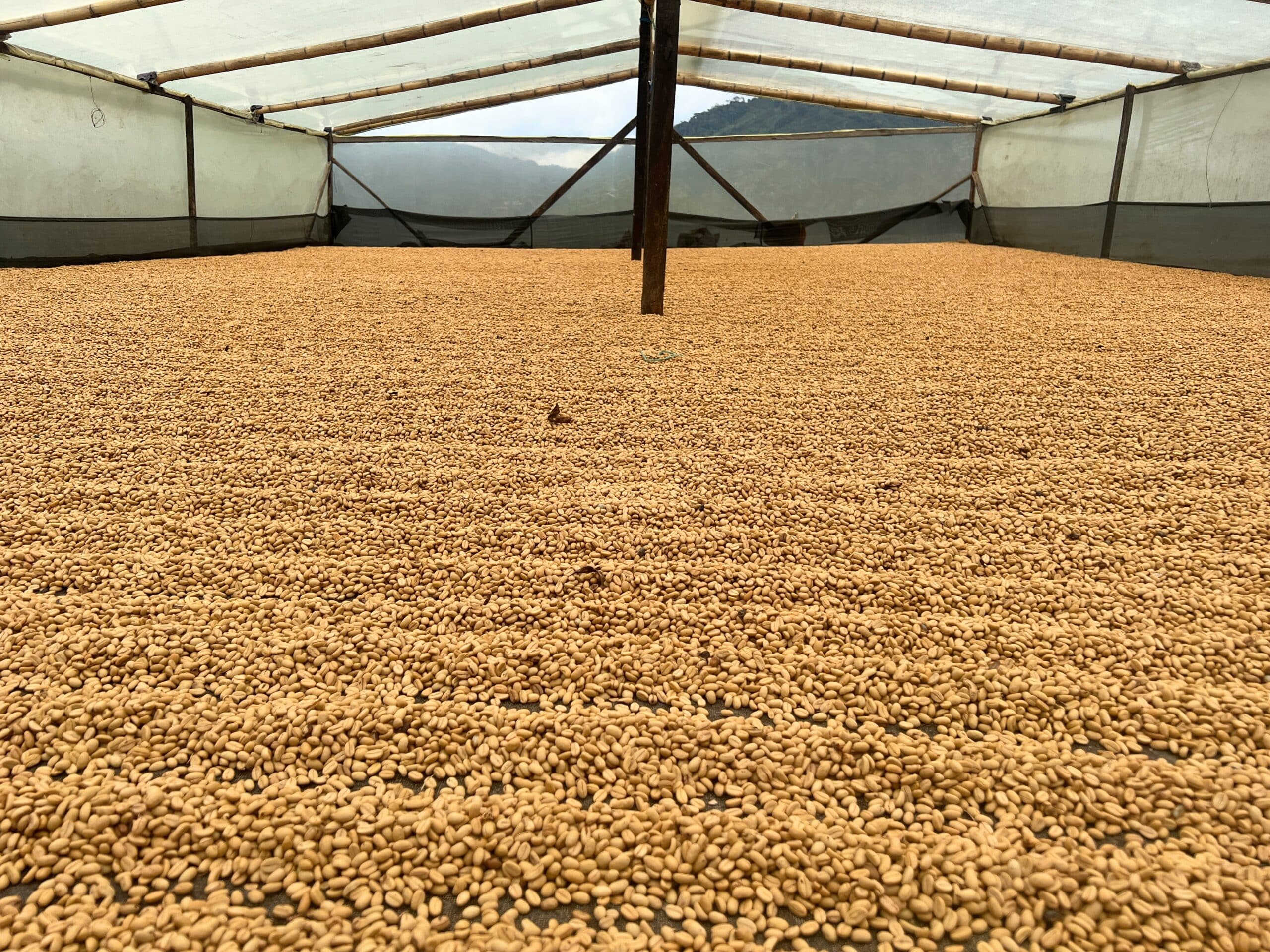 Wilder Lazo Geisha Lemongrass Co-Ferment packshot