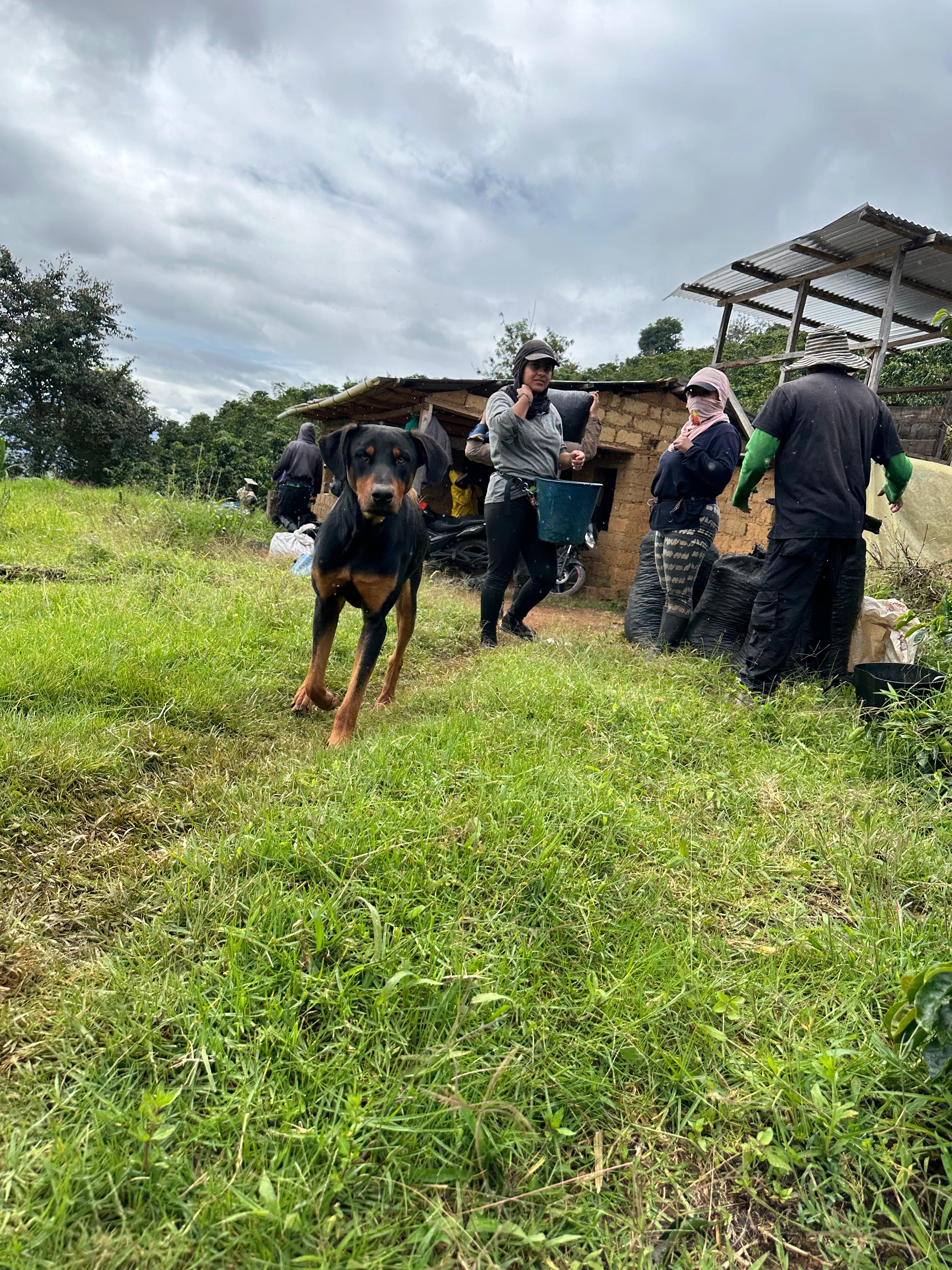 Carlos Estrella Gesha Washed - Finca La Estrella Lot #1 - Colombia packshot