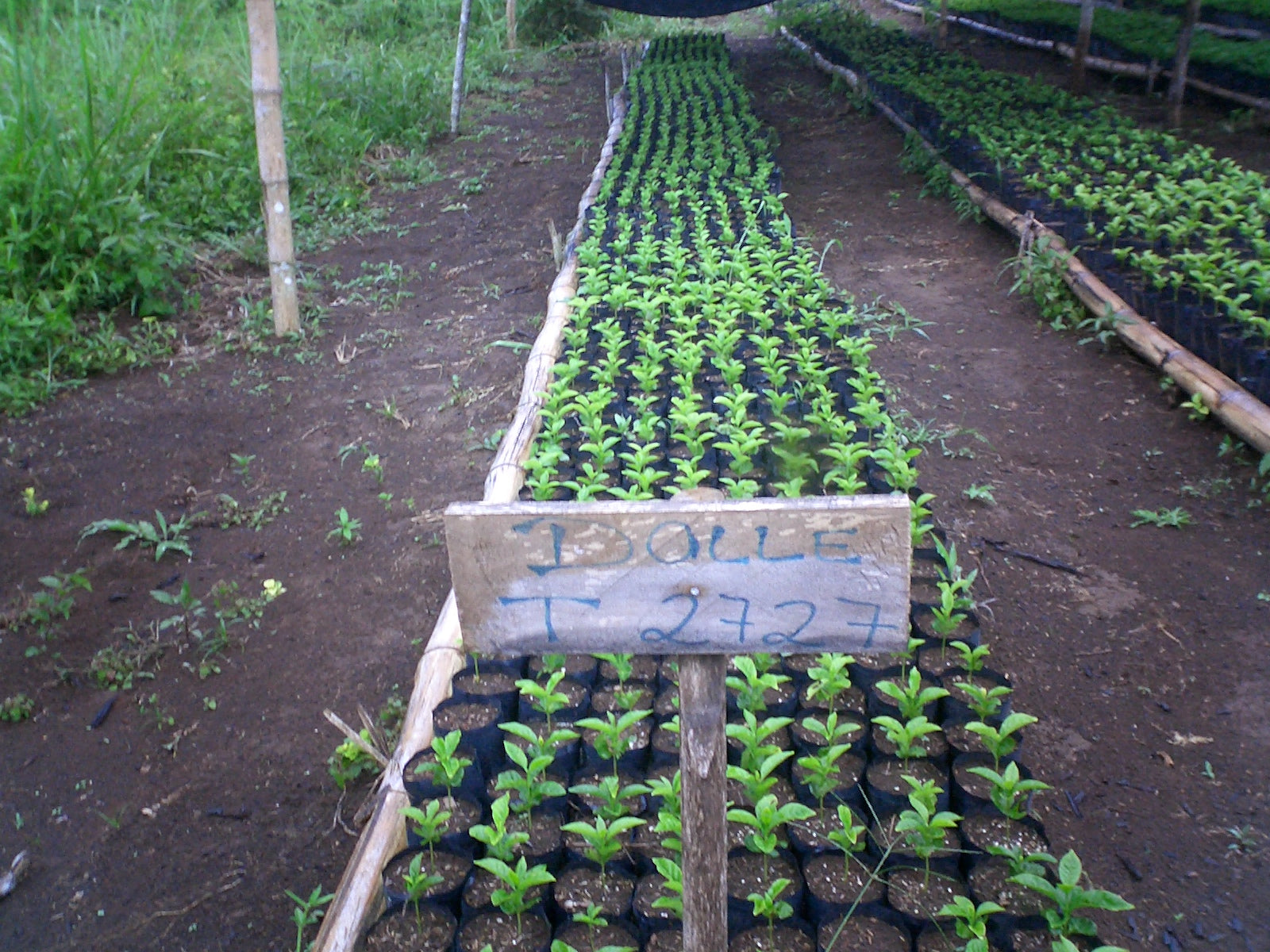 Coffea Diversa Rume Sudan Winey Double Washed packshot