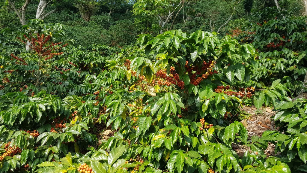 El Salvador Manzanal Filter packshot
