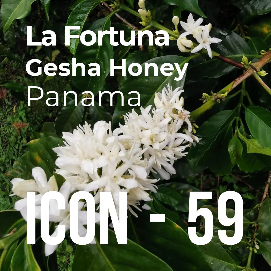 ICON 59 - La Fortuna, Gesha Honey packshot