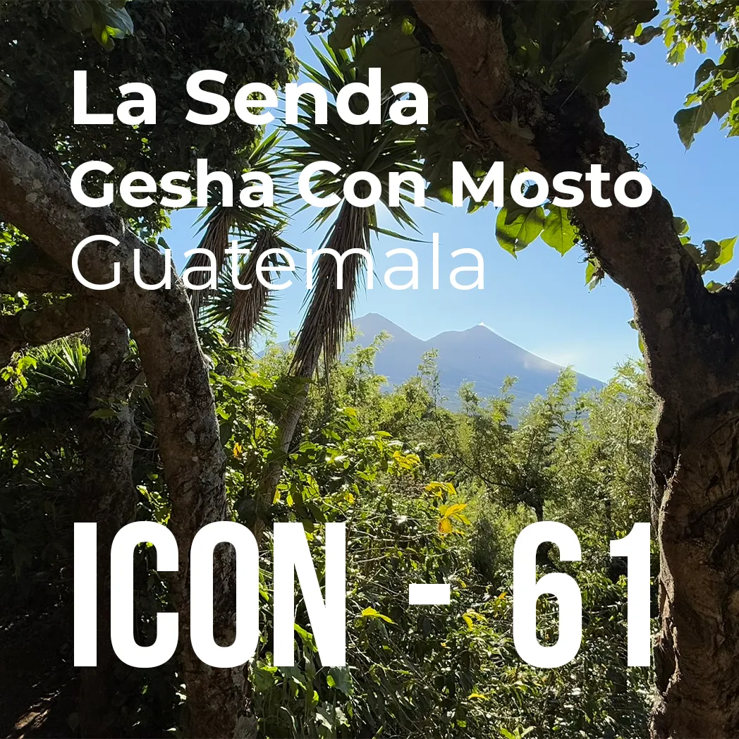 ICON 61 - La Senda, Gesha Con Mosto packshot