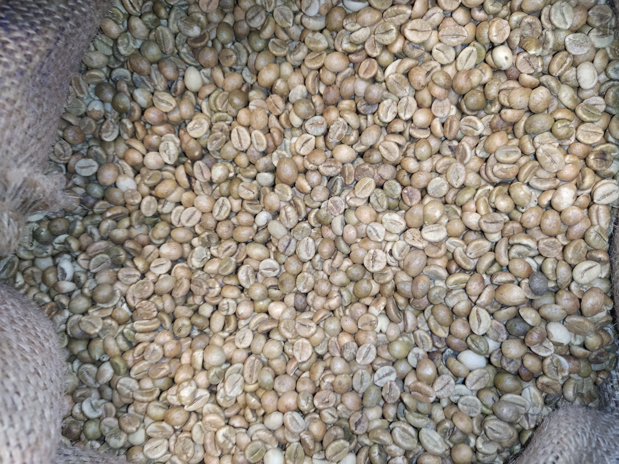 Robusta - Indian Cherry AA (Green) packshot