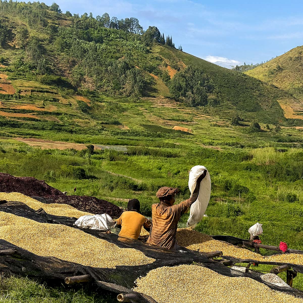 Burundi Masanganzira Washed packshot