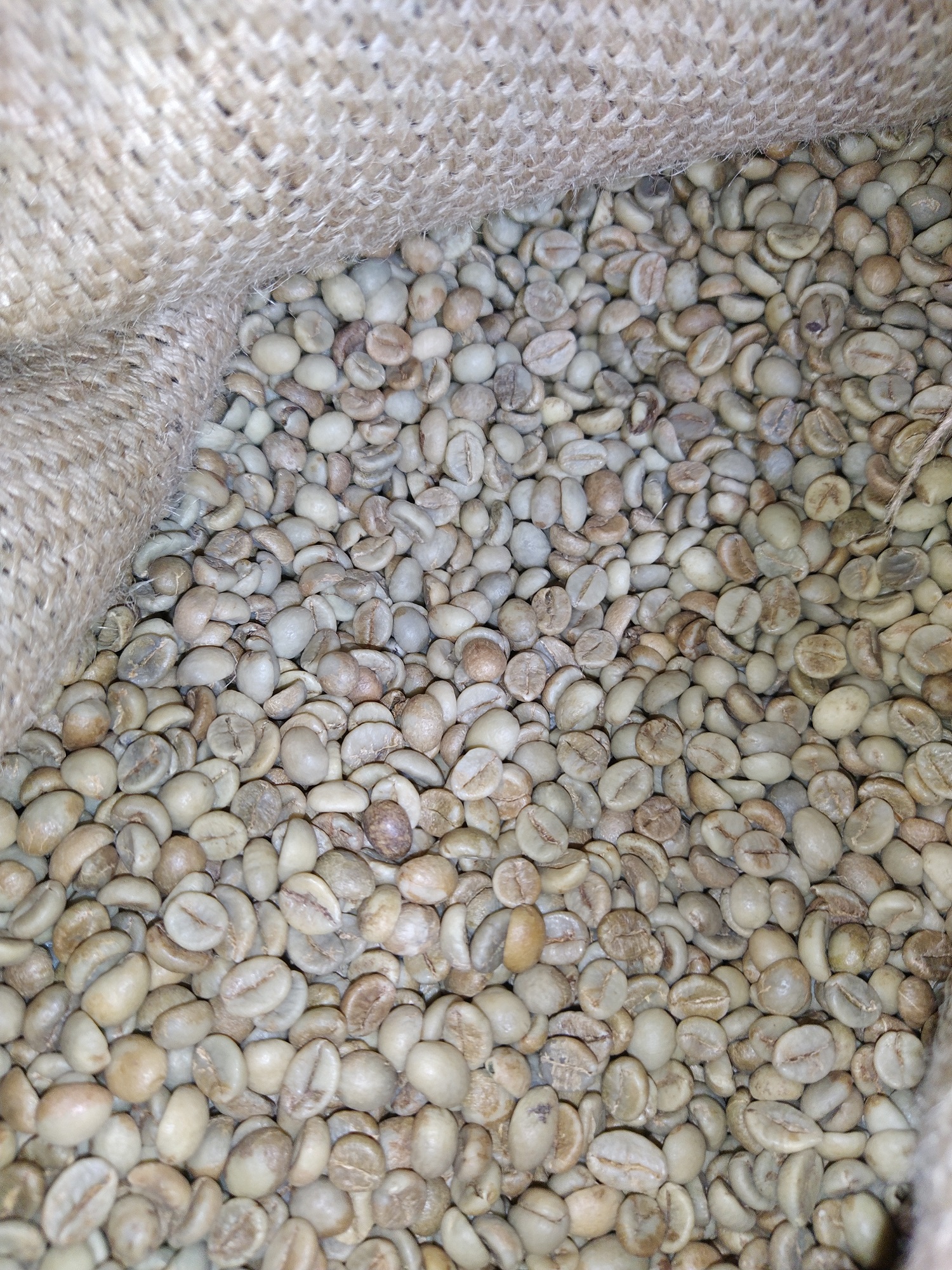 Robusta – Indian Kaapi Royale AAA packshot